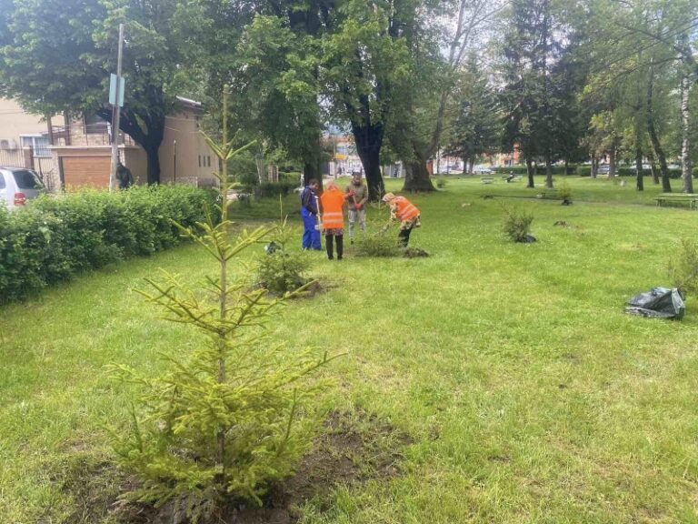 Велинград озеленява паркове и булеварди с нови смърчове и сезонни цветя